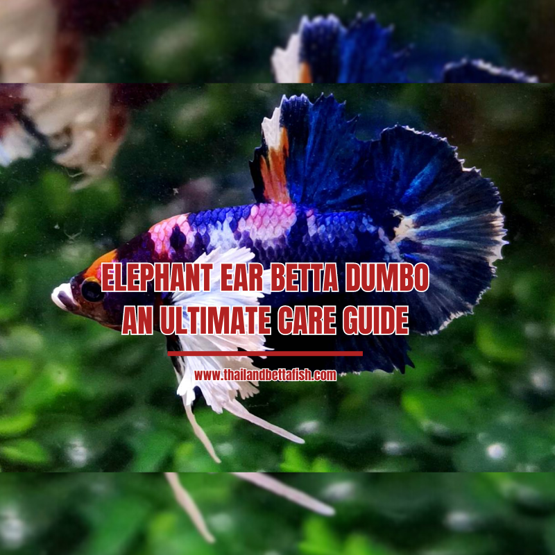 Dumbo betta online fish care