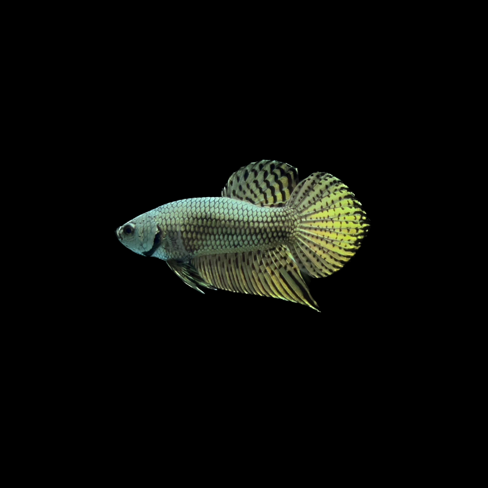 Alien Betta Fish For Sale – Thailand Betta Fish