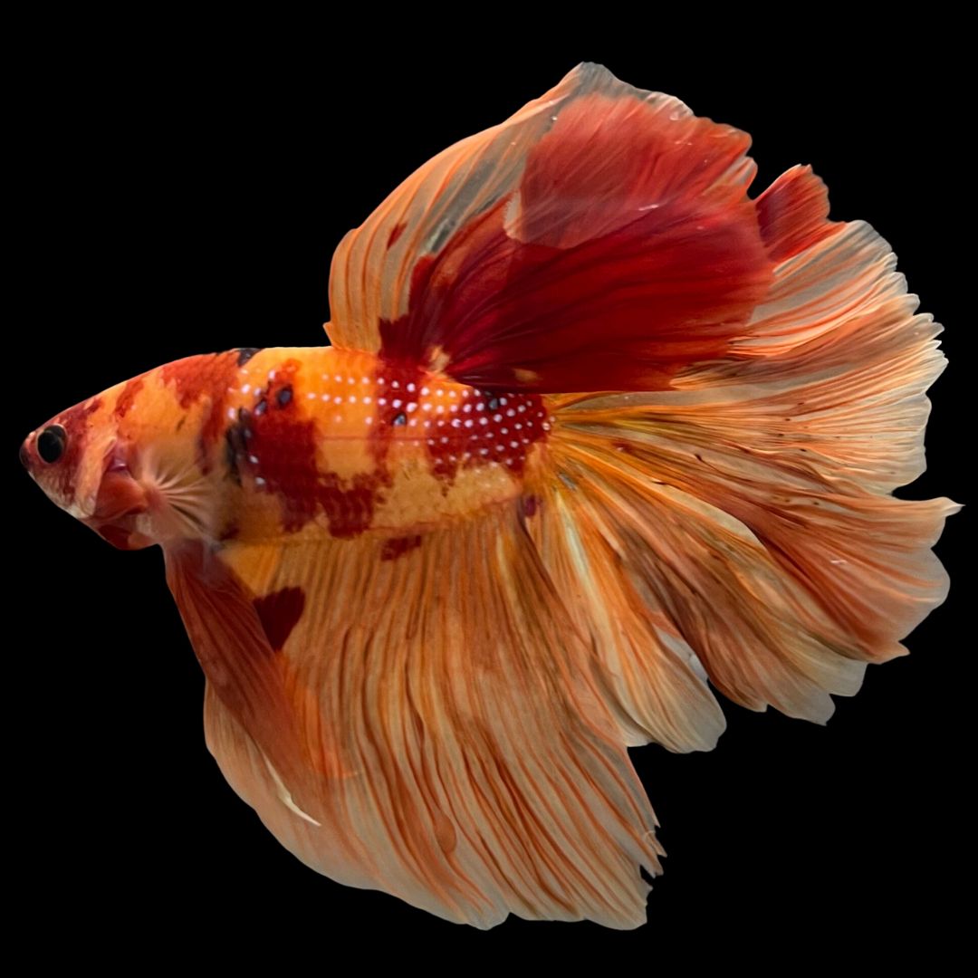 Orange Betta Fish