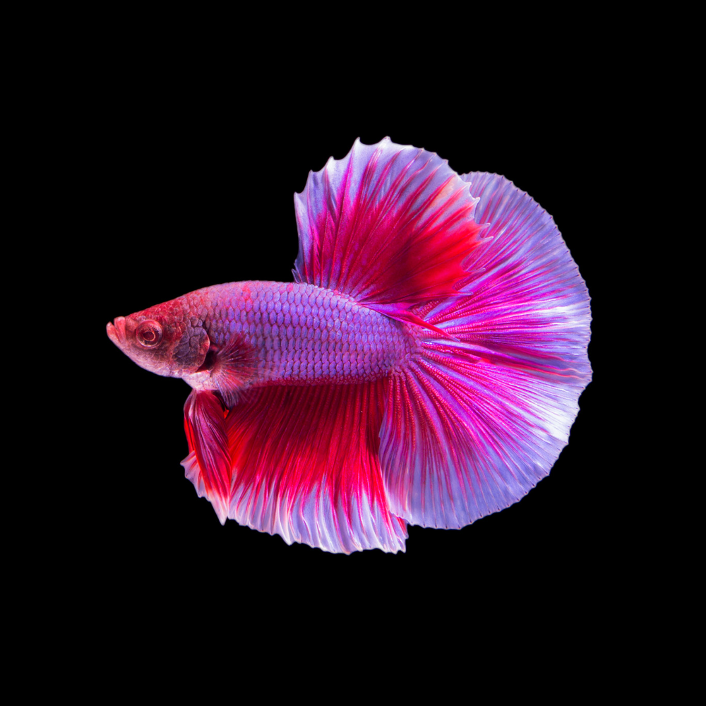 Halfmoon Betta For Sale