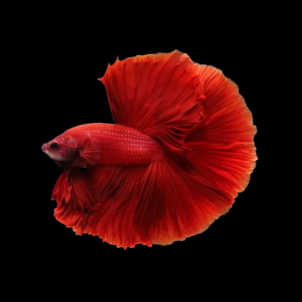 Red Betta Fish