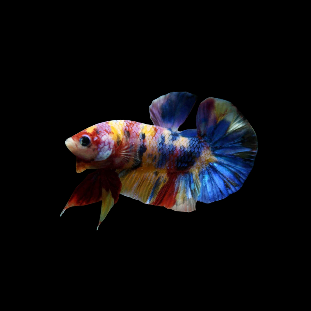 Plakat Betta Fish