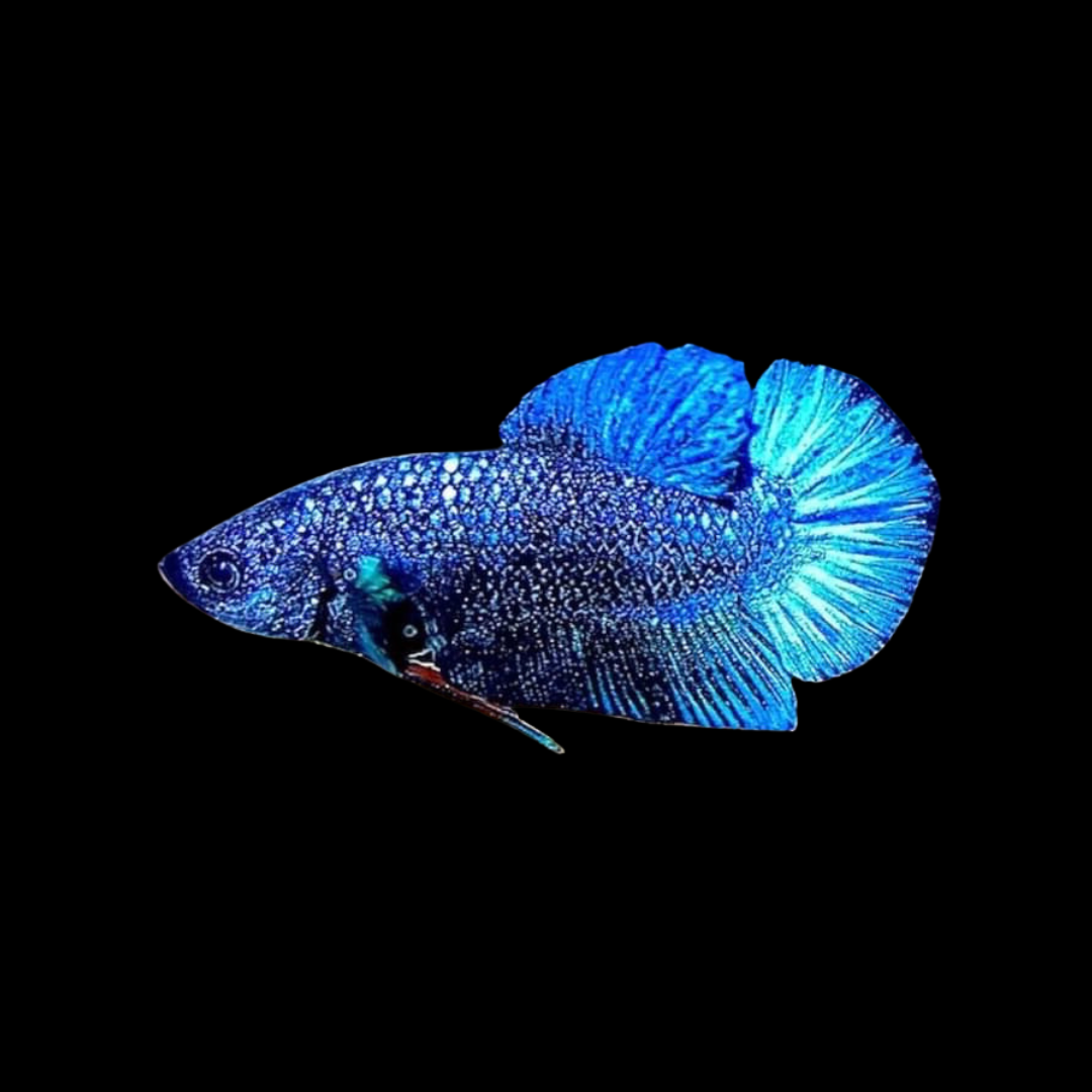 Buy Small Aquarium Tank For Betta Fish online