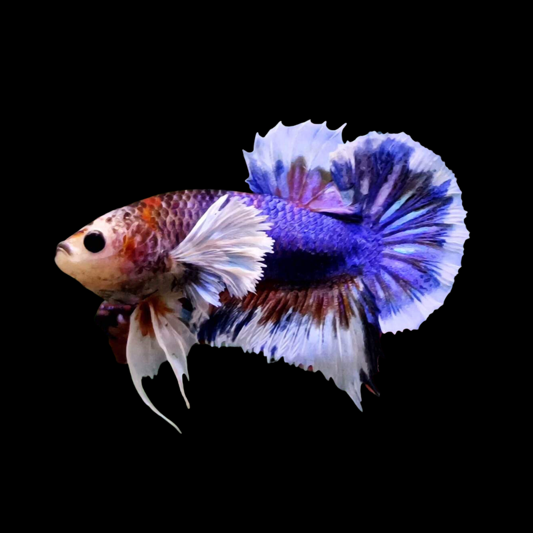 Betta fish shop near me online