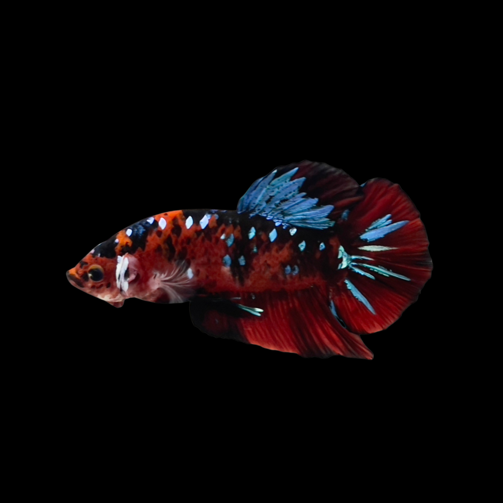 New Arrival Betta Fish For Sale