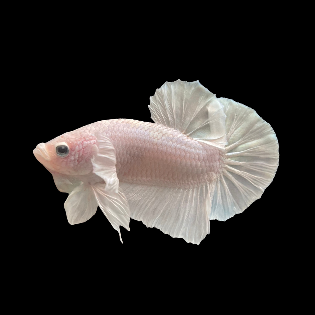 Platinum White Opal Betta Fish - Albino Marble Betta