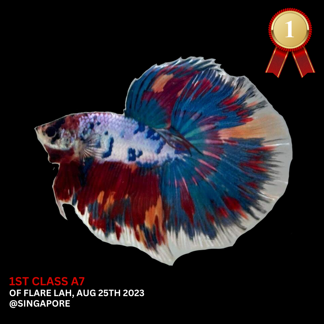 Competition Halfmoon Multicolors Betta Fish