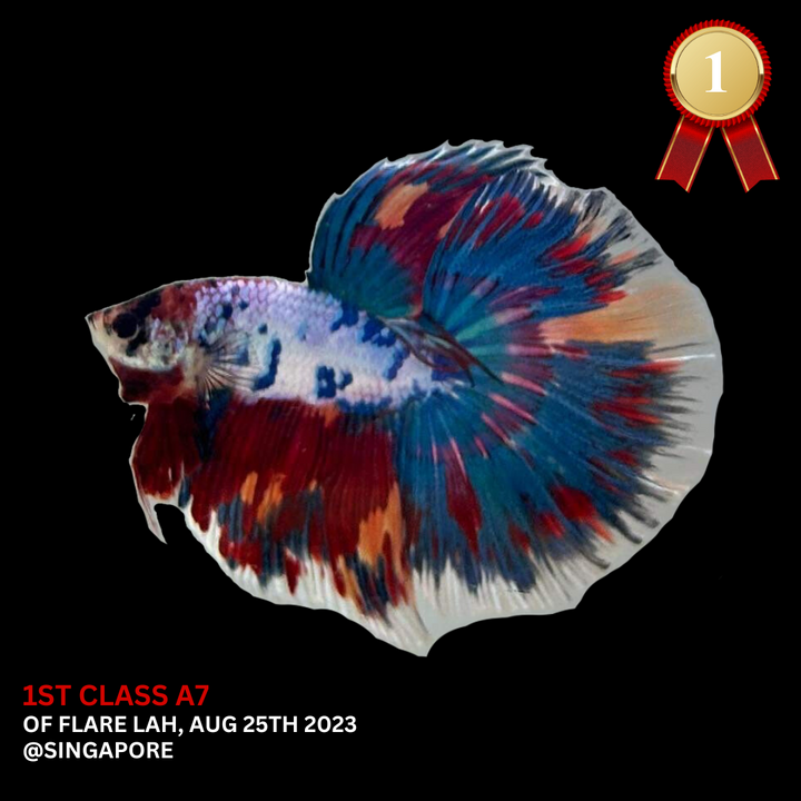 Competition Halfmoon Multicolors Betta Fish