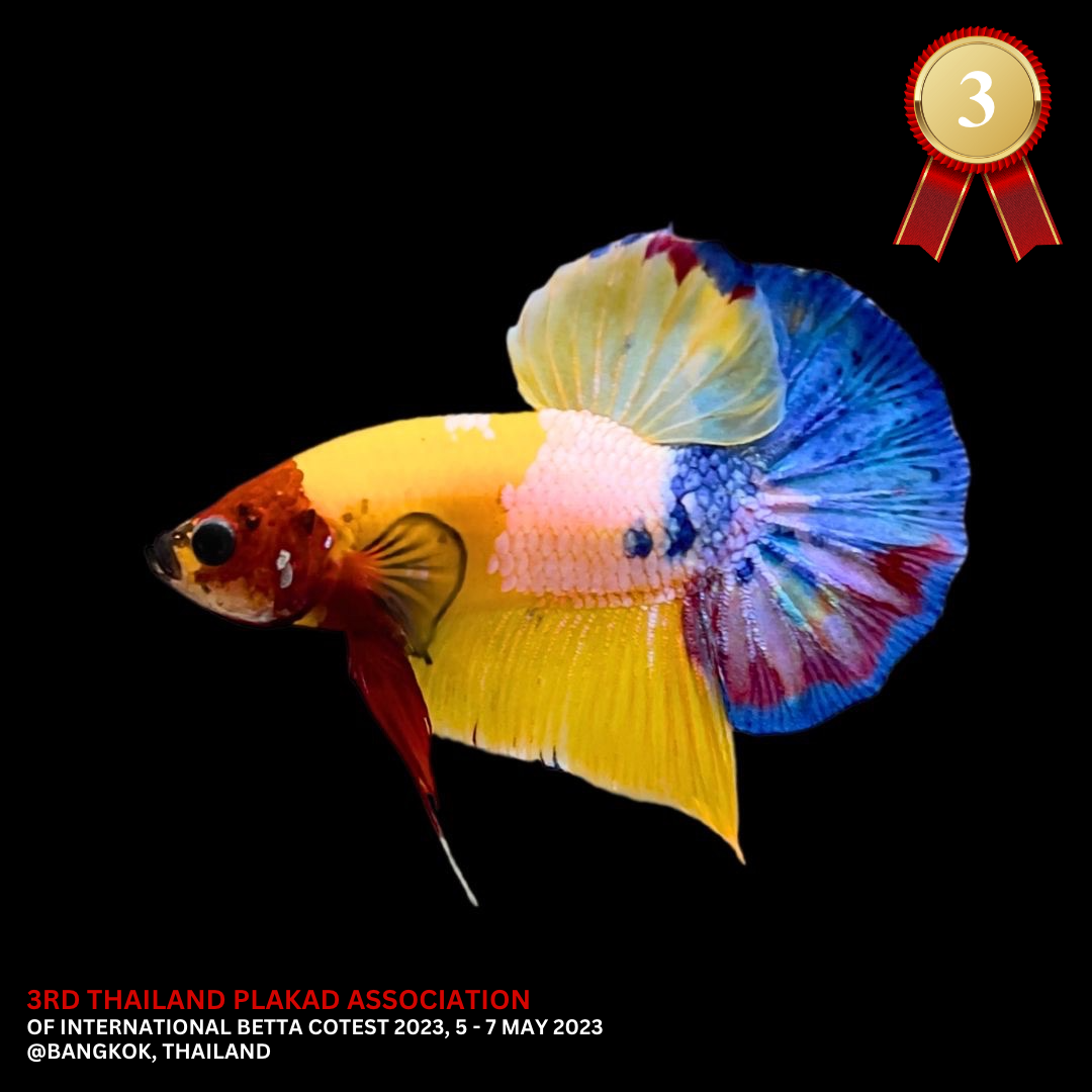 Competition Koi Multicolors Betta Fish For Sale Thailand Betta Fish