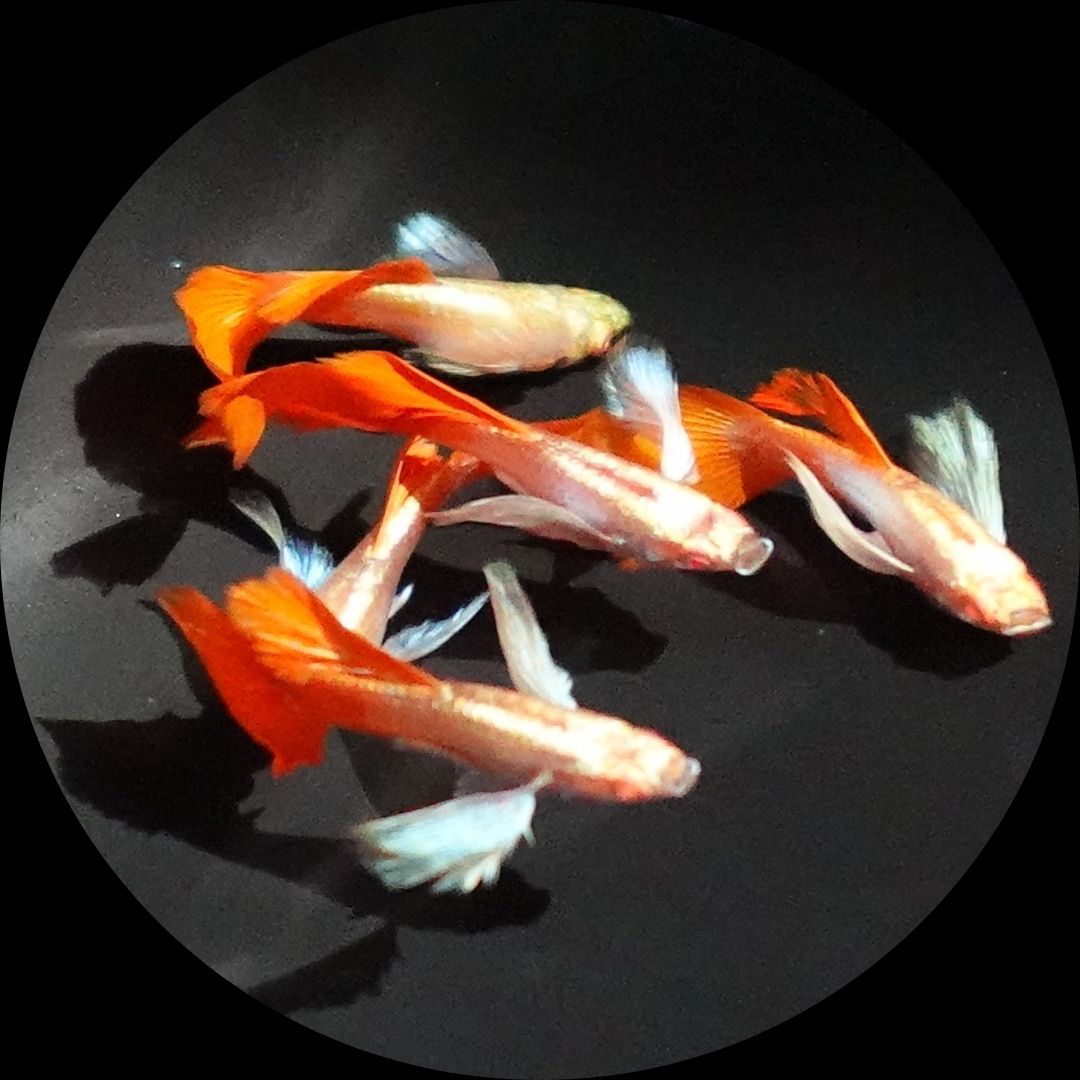Albino Dumbo Ear Red Tail Guppy Fish for Sale – Thailand Betta Fish