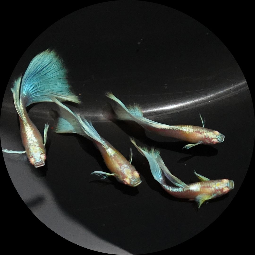 Albino Sky Blue Tail Guppy Fish for Sale – Thailand Betta Fish