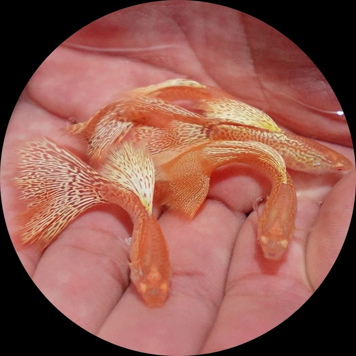 Albino Yellow King Cobra Snakeskin Guppy Fish