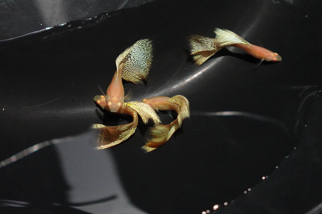 Albino Yellow King Cobra Snakeskin Guppy Fish