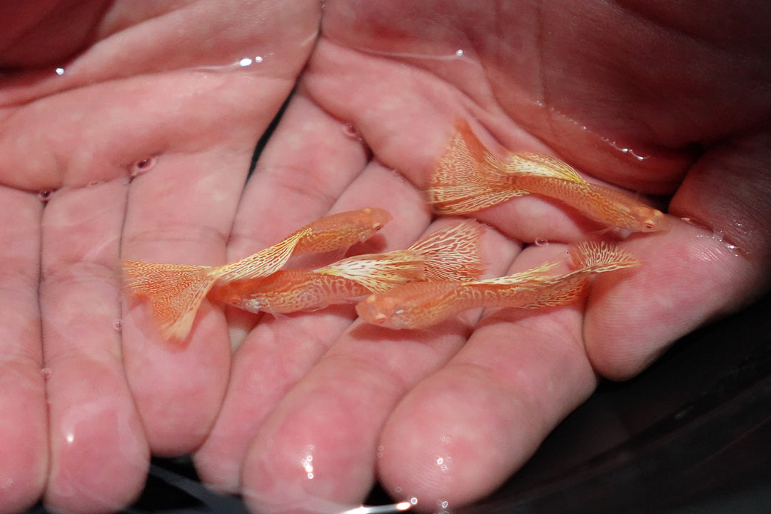 Albino Yellow King Cobra Snakeskin Guppy Fish