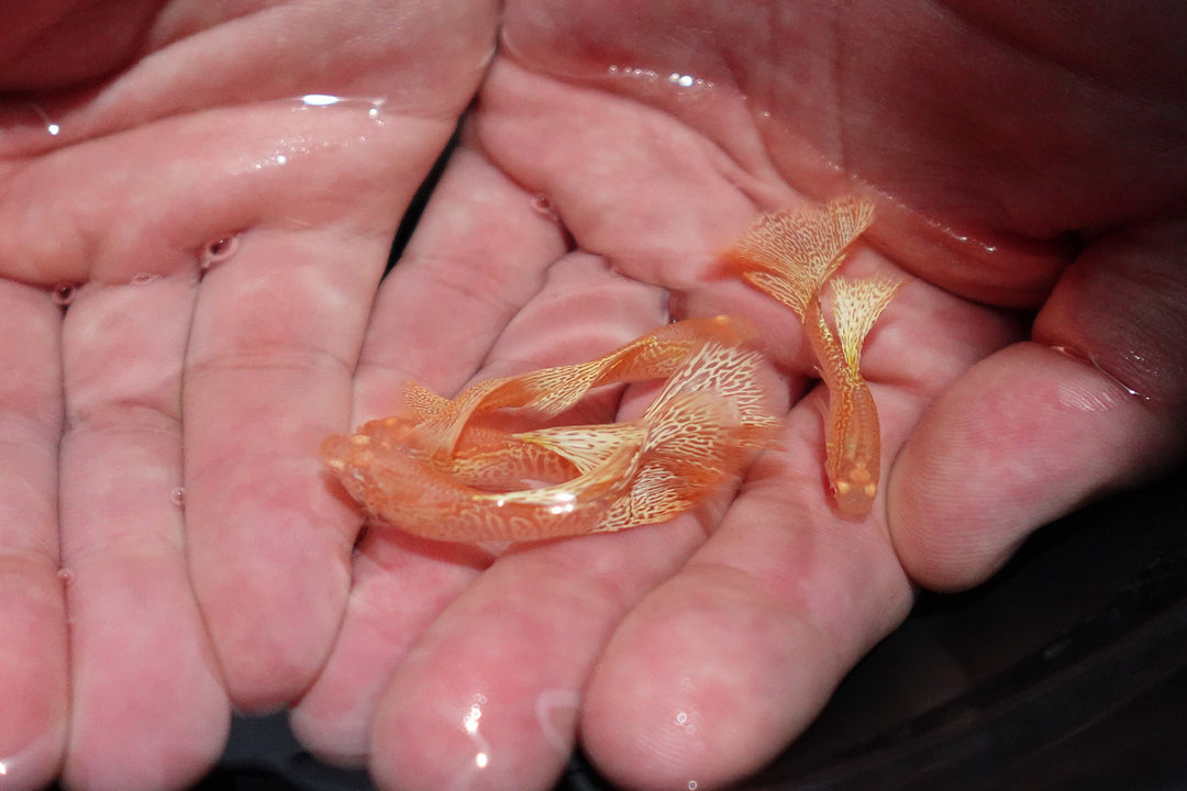 Albino Yellow King Cobra Snakeskin Guppy Fish