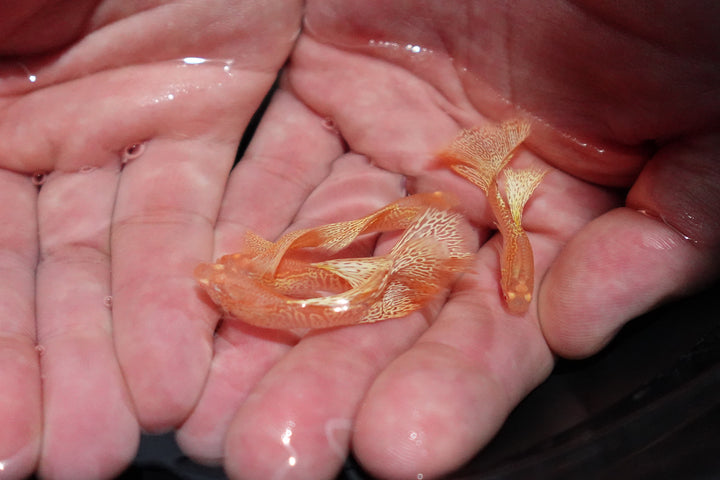 Albino Yellow King Cobra Snakeskin Guppy Fish