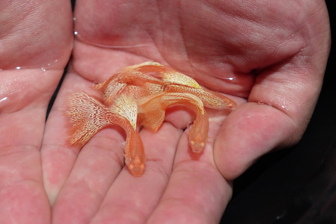 Albino Yellow King Cobra Snakeskin Guppy Fish
