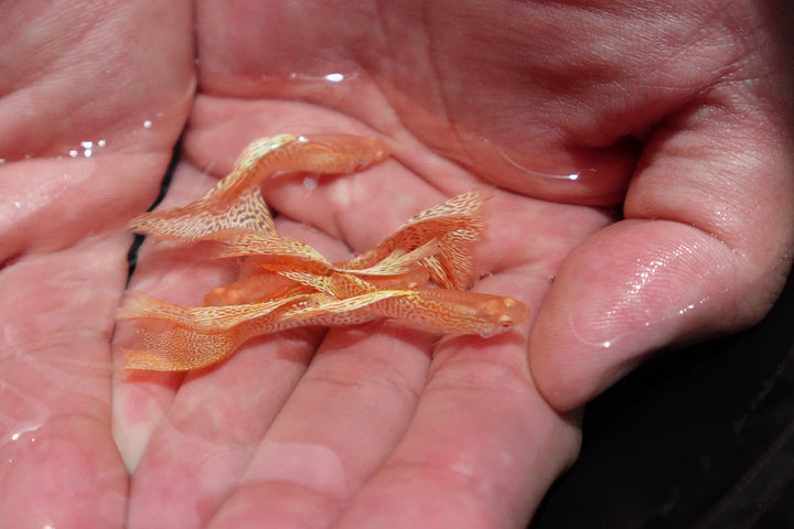 Albino Yellow King Cobra Snakeskin Guppy Fish