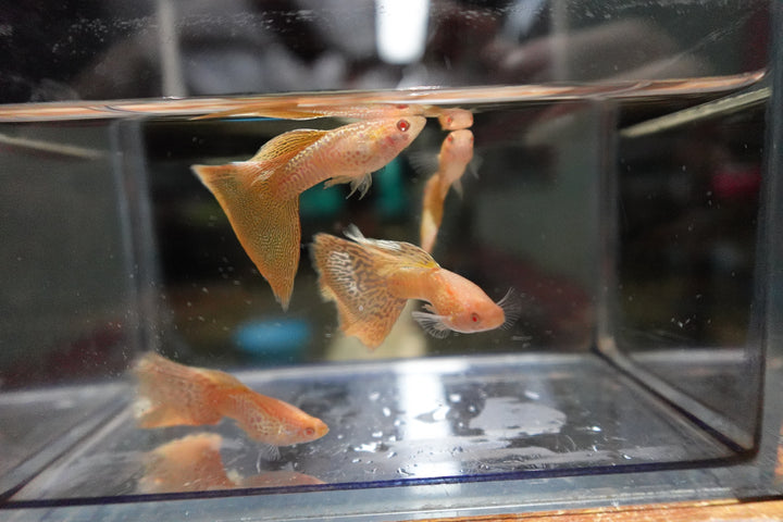 Albino Yellow King Cobra Snakeskin Guppy Fish