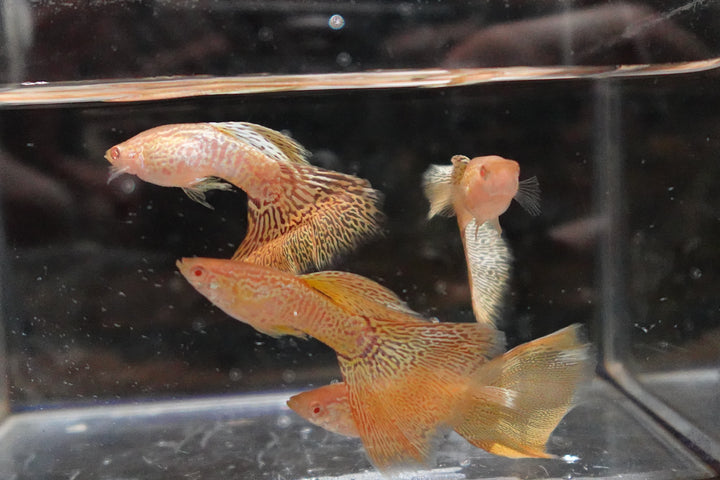 Albino Yellow King Cobra Snakeskin Guppy Fish