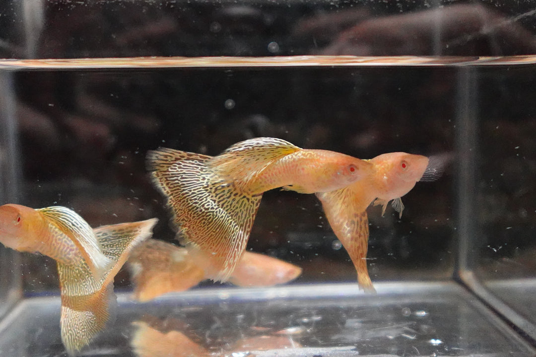 Albino Yellow King Cobra Snakeskin Guppy Fish