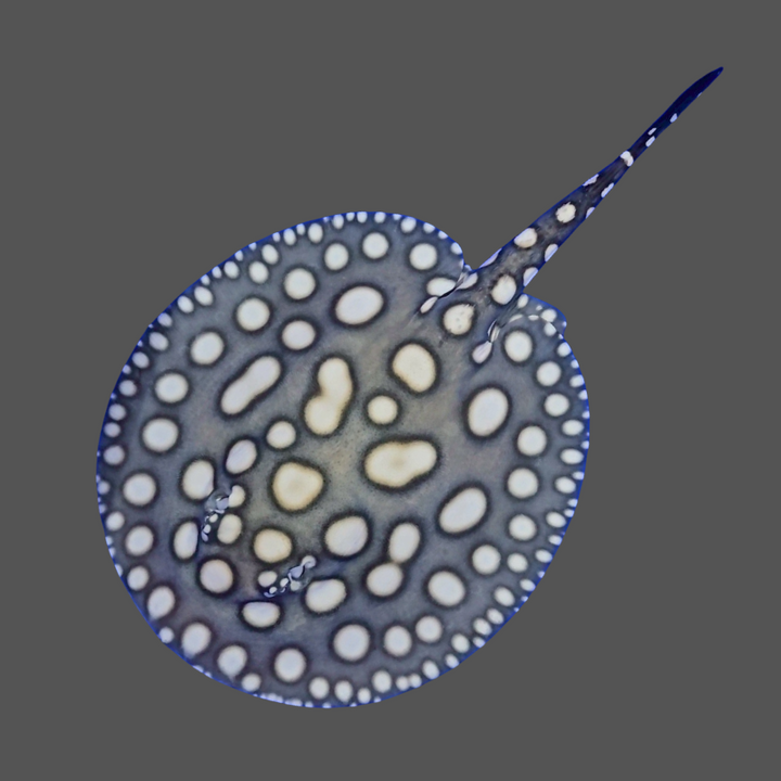 Black diamond stingray female 8.5 inch