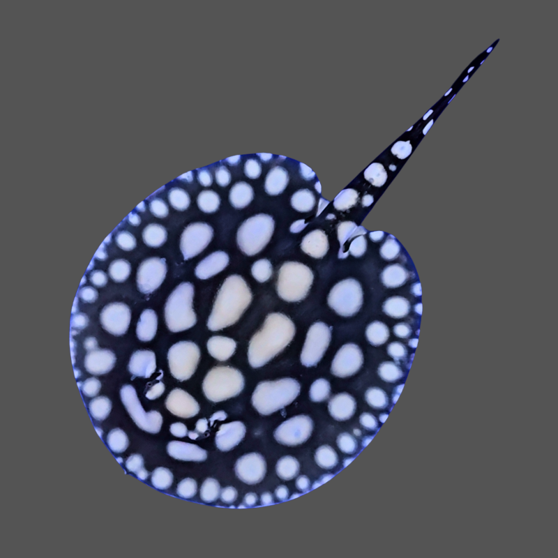 Black diamond stingray male inch – Thailand Betta Fish