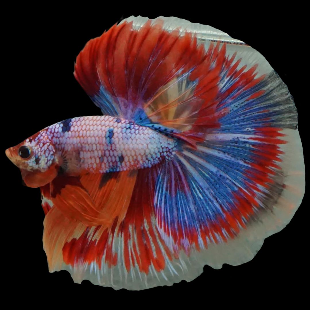 Competition Halfmoon Multicolors Betta Fish (MALE)
