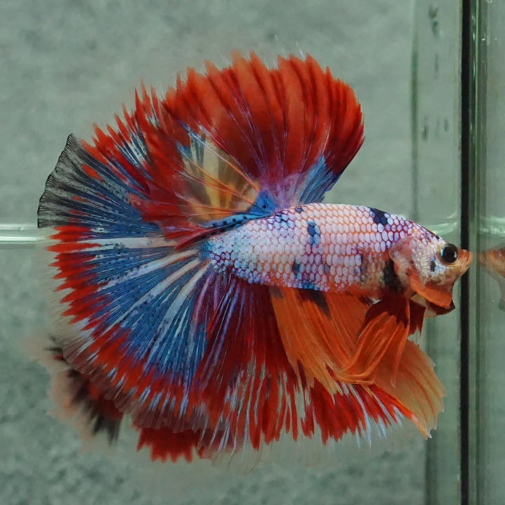 Competition Halfmoon Multicolors Betta Fish