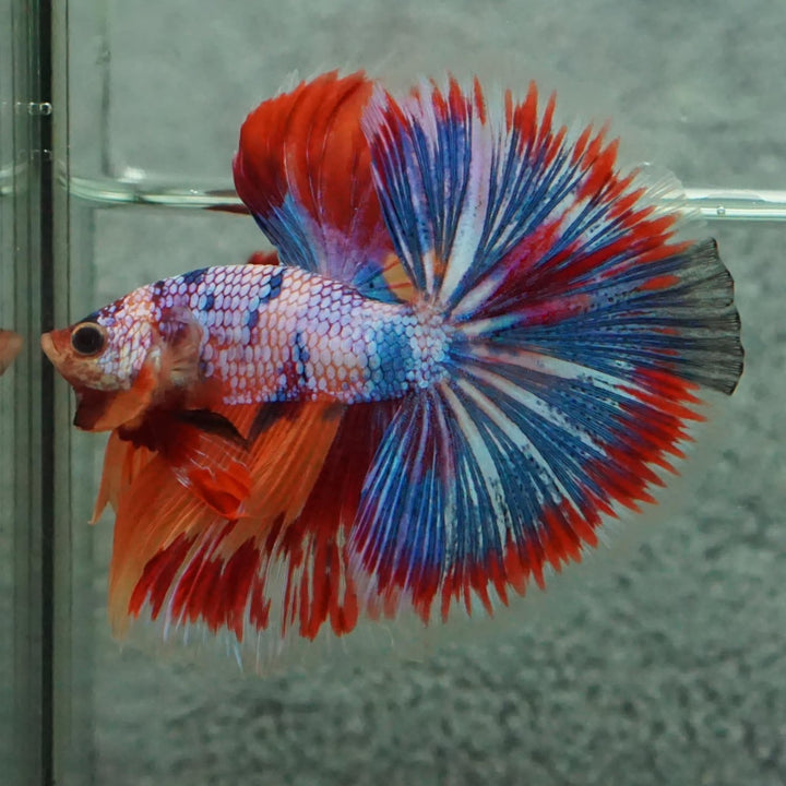 Competition Halfmoon Multicolors Betta Fish