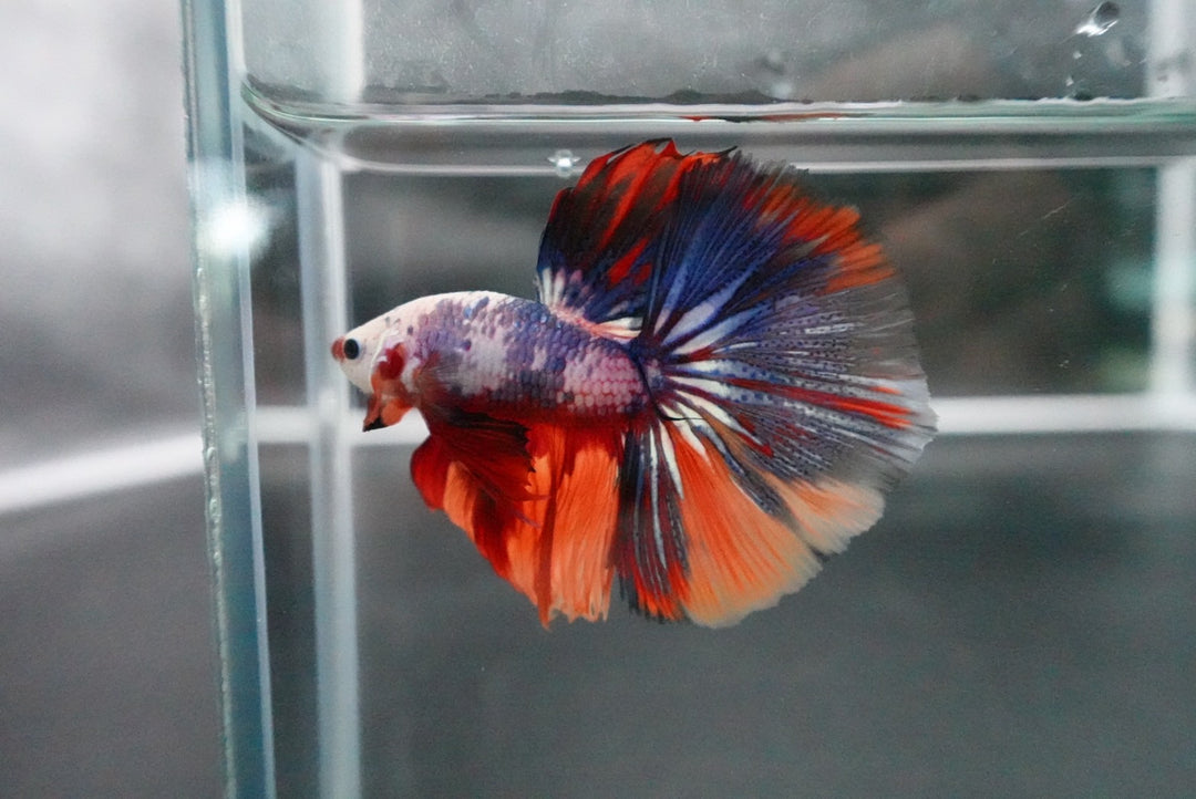 Competition Halfmoon Multicolors Betta Fish