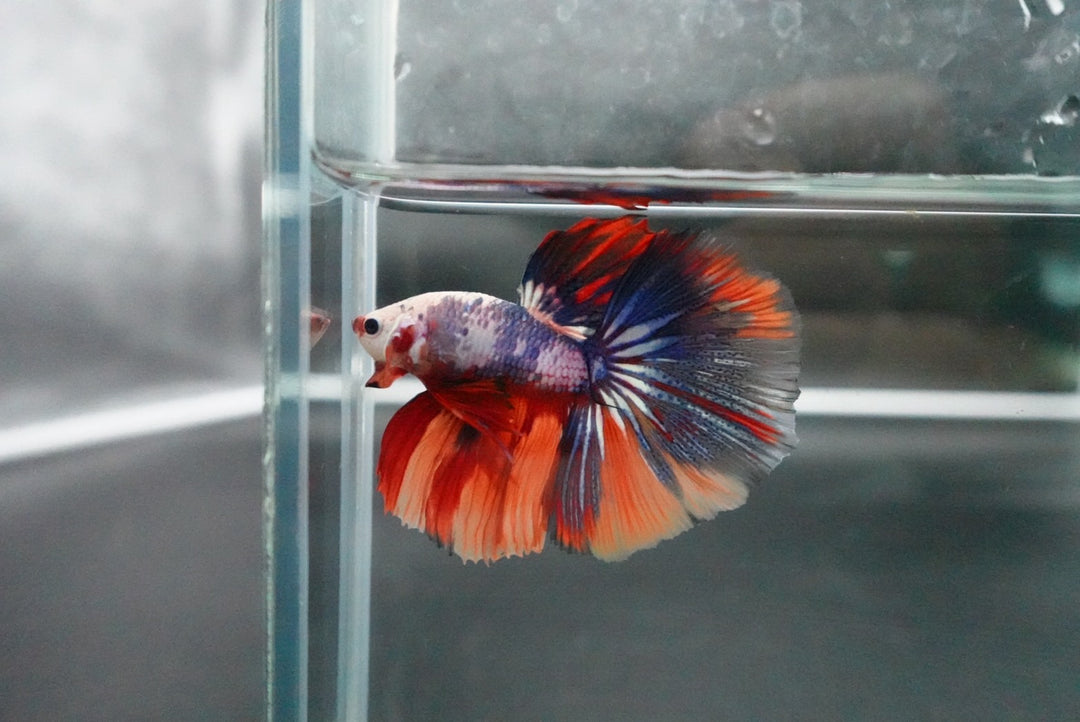 Competition Halfmoon Multicolors Betta Fish