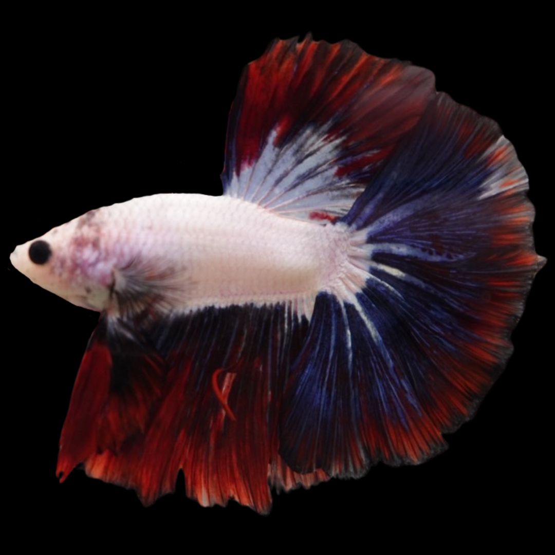 Competition Halfmoon Multicolors Betta Fish