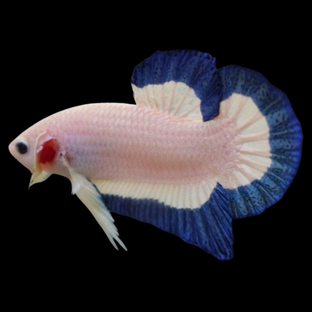 Competition grade Blue Marble Betta Fish For Sale – Thailand