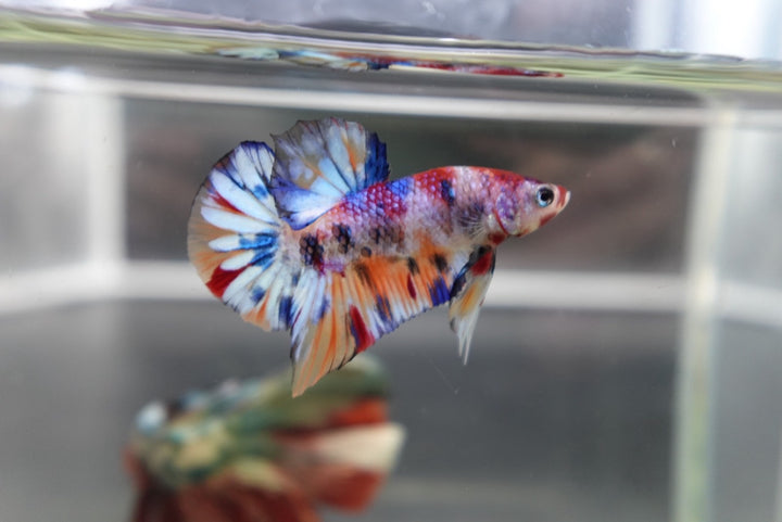Competition grade - Junior Candy Multicolors Betta Fish