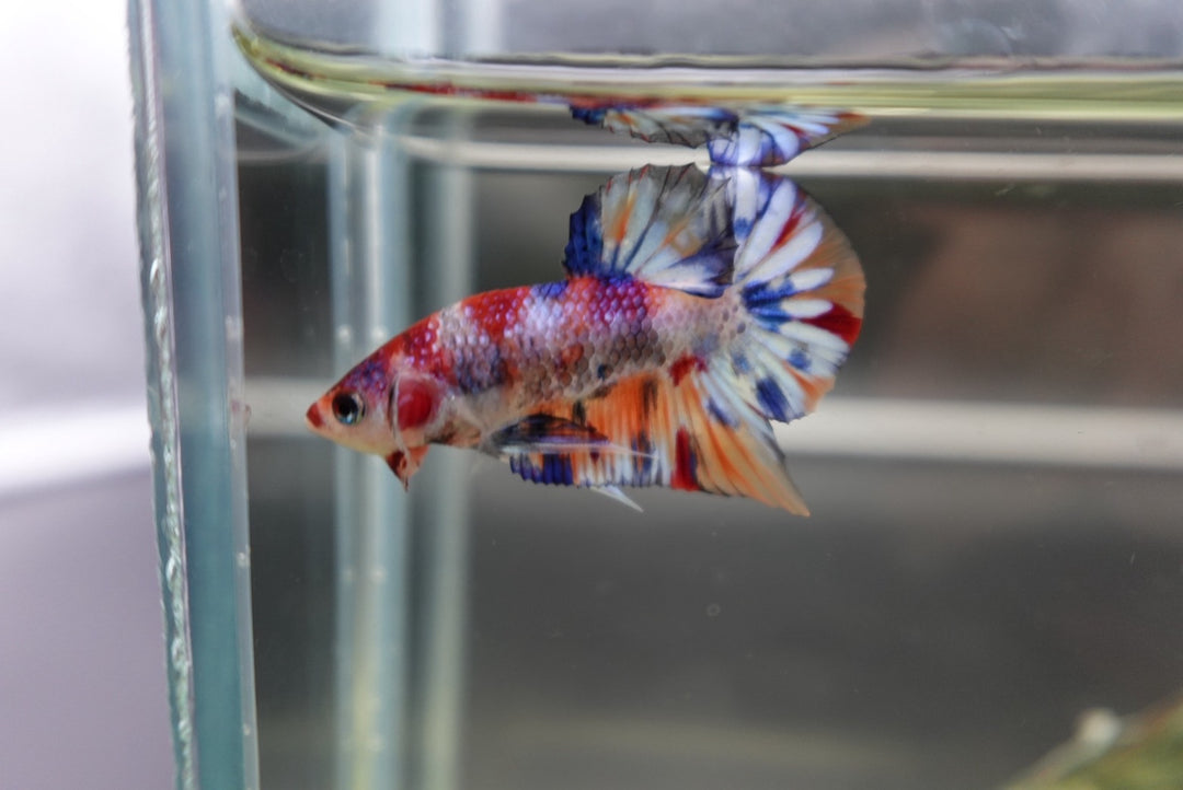 Competition grade - Junior Candy Multicolors Betta Fish