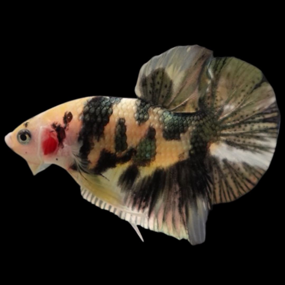 Competition grade - Koi Copper Betta Fish