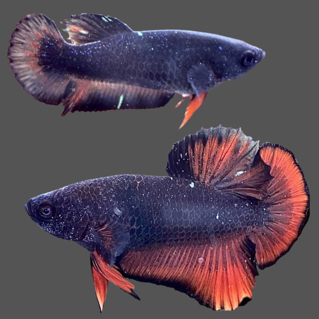 Rare Pair Galaxy Black Star Red Fin Betta Fish