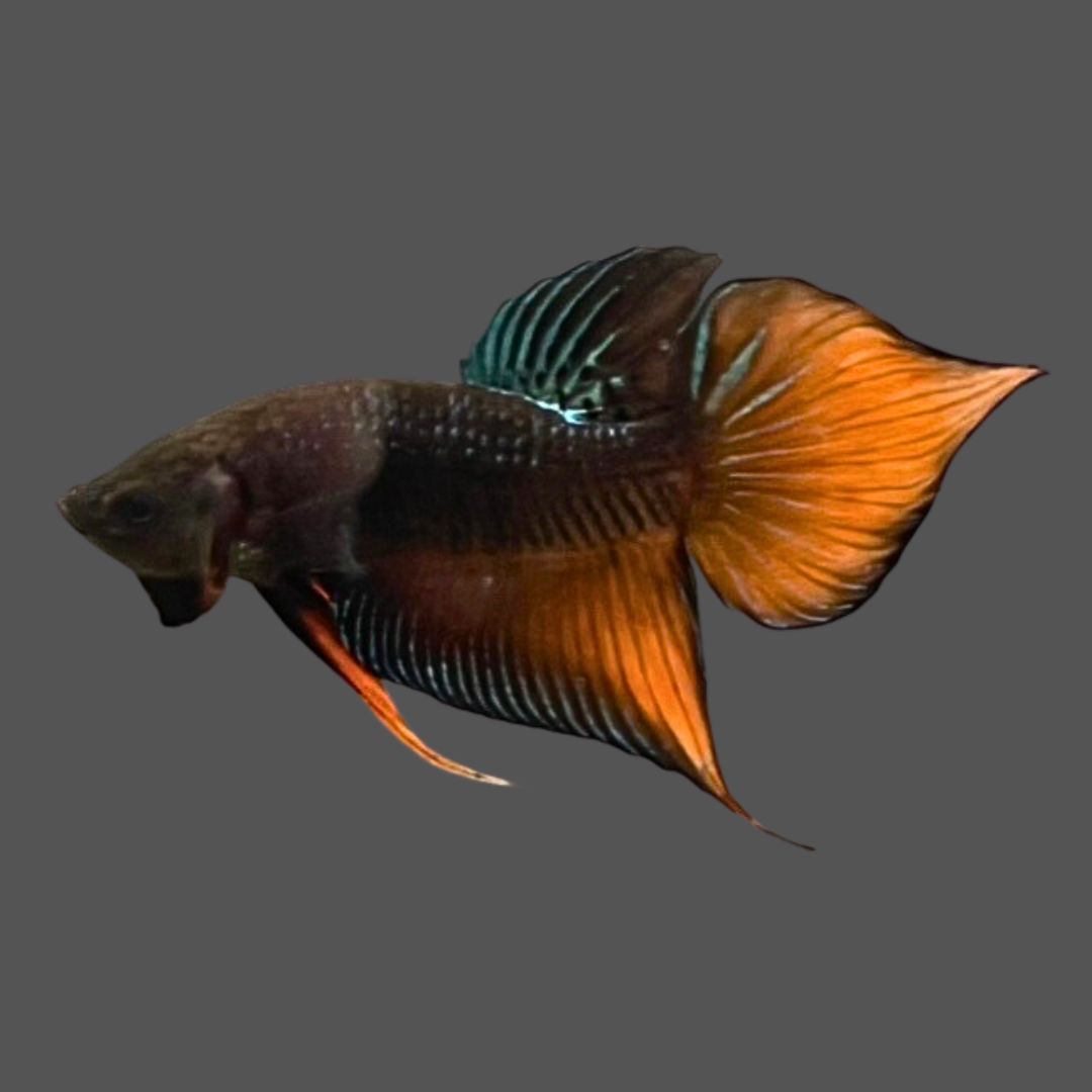Long Southern Orange Benjarong Crimson Cheek Wild Betta Fish For