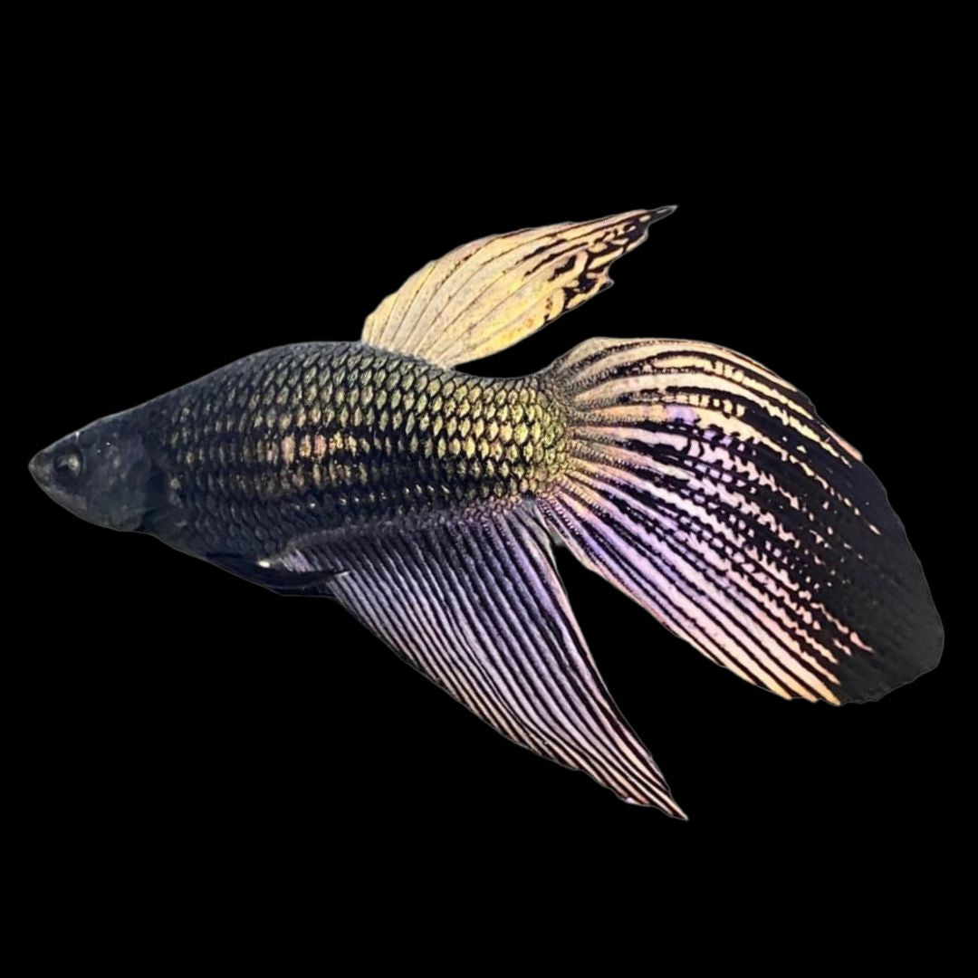 Veiltail Black Dragon Betta Fish