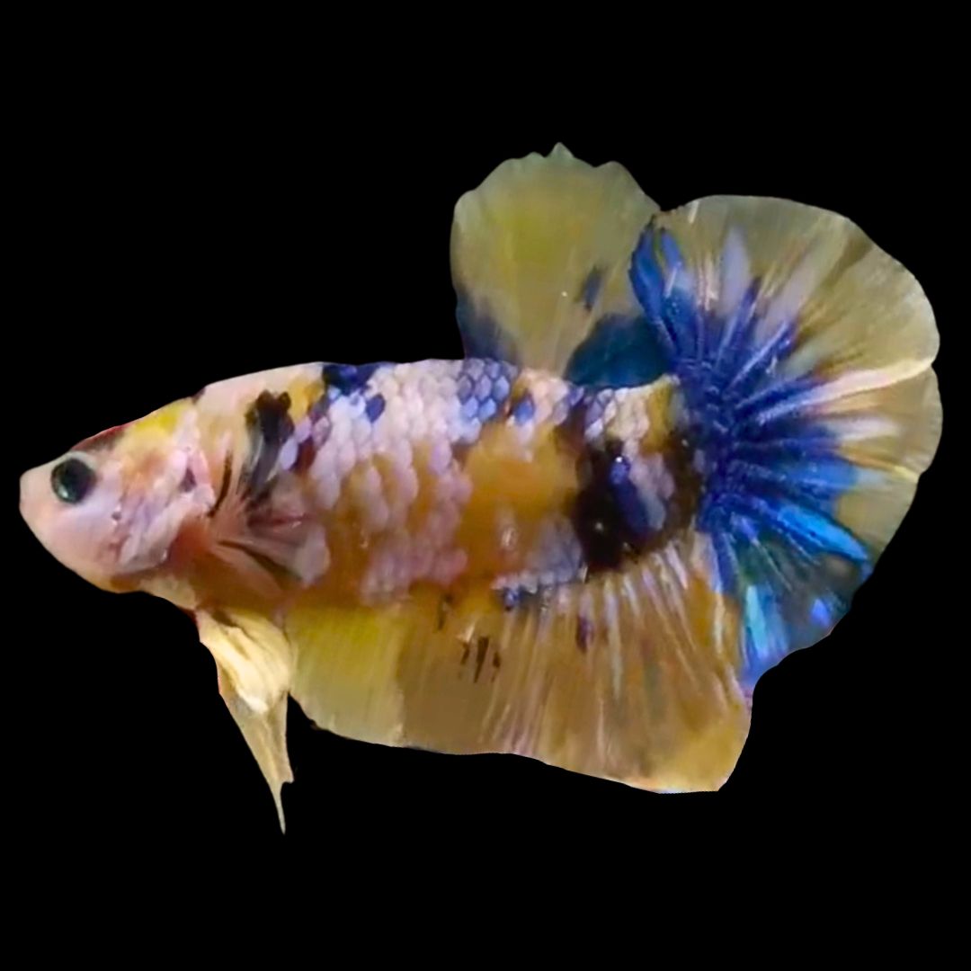 Rare Yellow Tiger Betta Fish