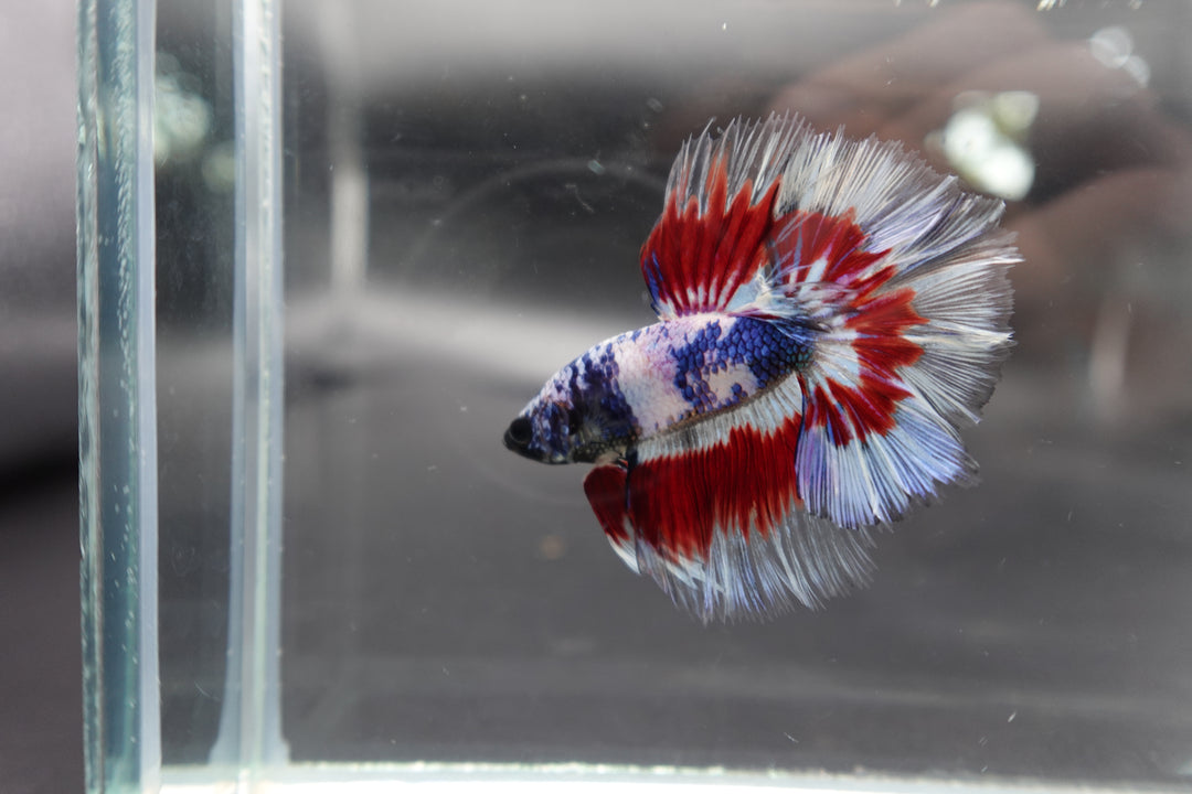 Competition Halfmoon Blue White And Red Betta Fish