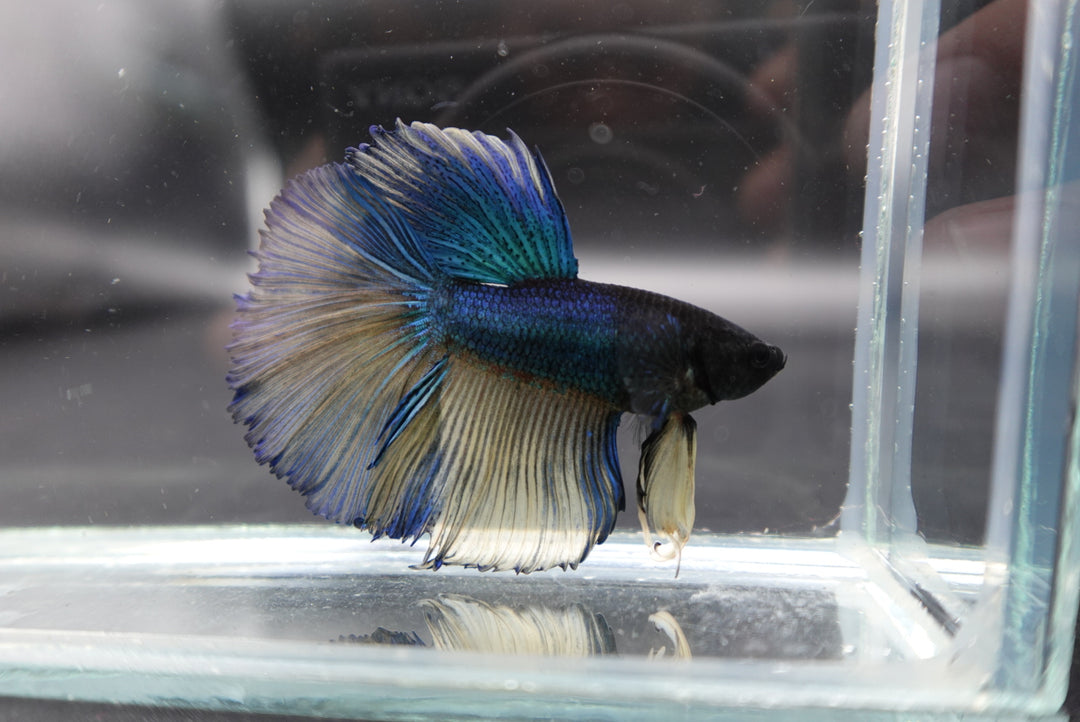 Rare Halfmoon Blue And Yellow Betta Fish