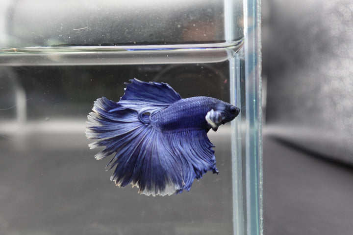Halfmoon Indigo Blue Betta Fish