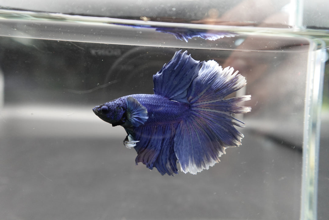 Halfmoon Indigo Blue Betta Fish