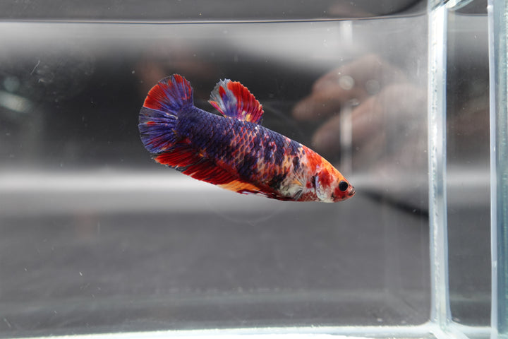 Rare Super Giant Koi Multicolors Betta Fish