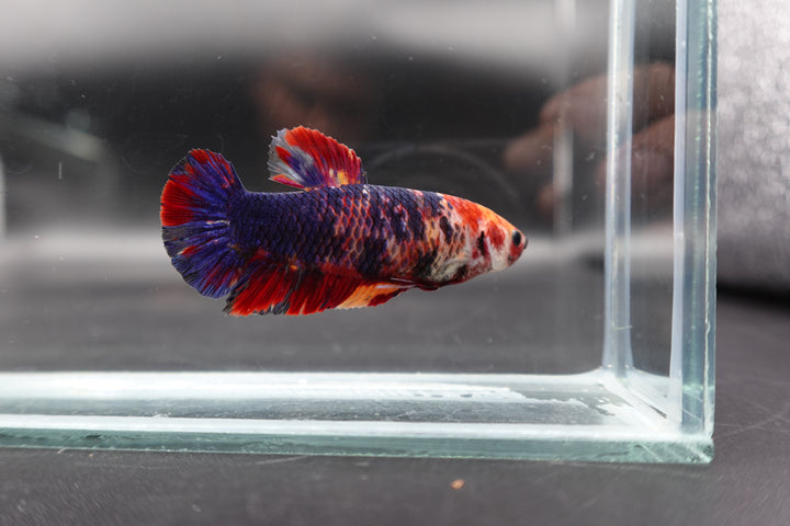 Rare Super Giant Koi Multicolors Betta Fish
