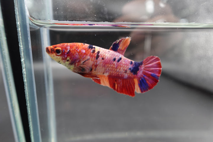 Rare Super Giant Koi Multicolors Betta Fish