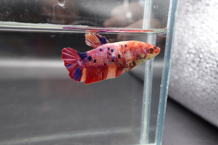 Rare Super Giant Koi Multicolors Betta Fish
