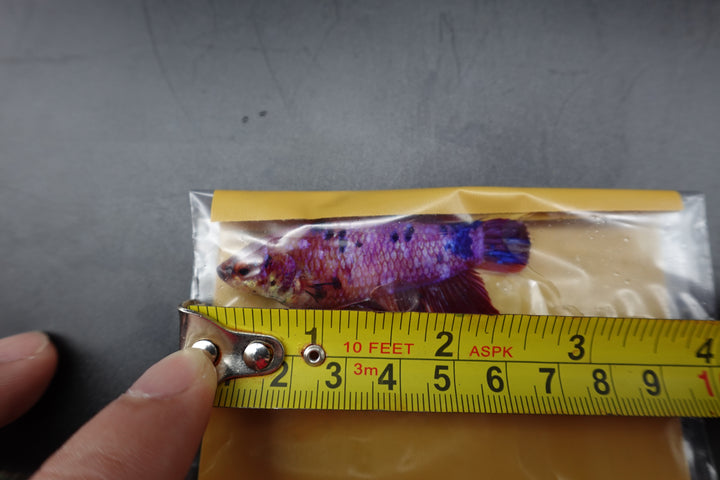 Rare Super Giant Koi Multicolors Betta Fish